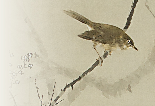 The Real Japanese Bush Warbler: Weeping Plum and Japanese Bush Warbler