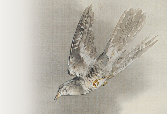 The Painting that Surpassed the Photograph: The Lesser Cuckoo