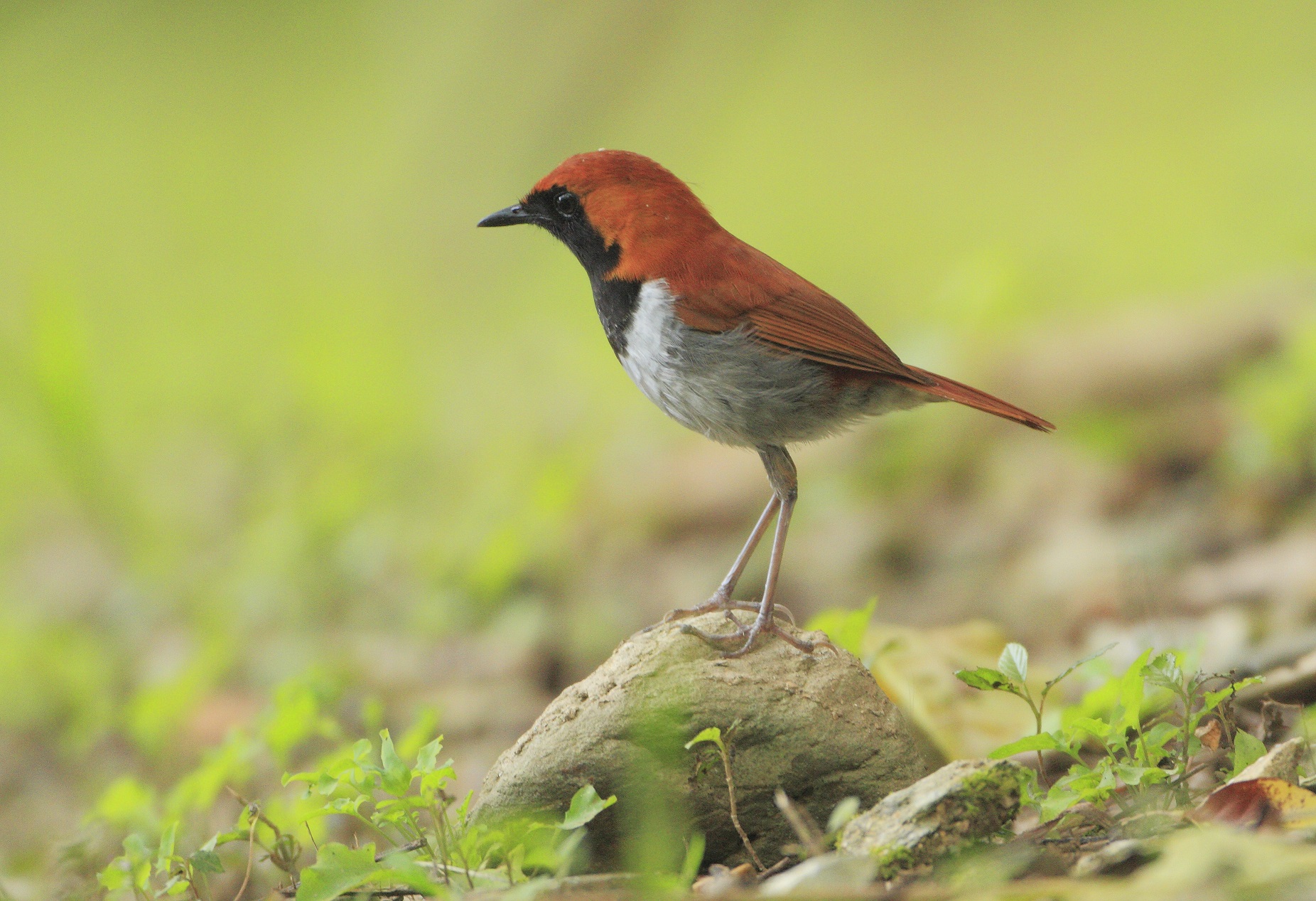 アカヒゲ　撮影：宮彰男