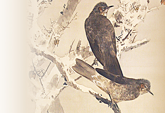 The Bird That Changed Art: Bulbuls in Snow