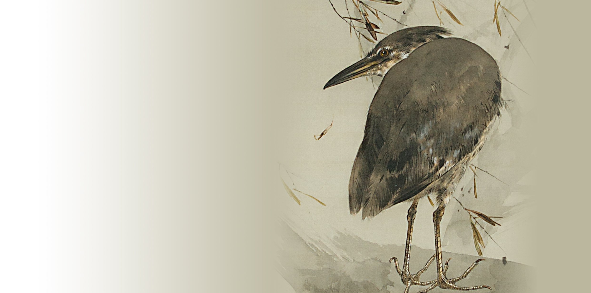 渡邊省亭コラム 鳥博士高橋の鳥舌技巧 Vol 05 加島美術