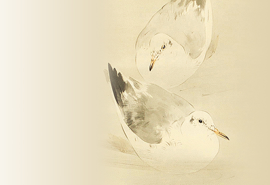 美品‼️希少品‼️時代花鳥絵画撰集 680部限定165番 磯博 京都書院 荒磯 