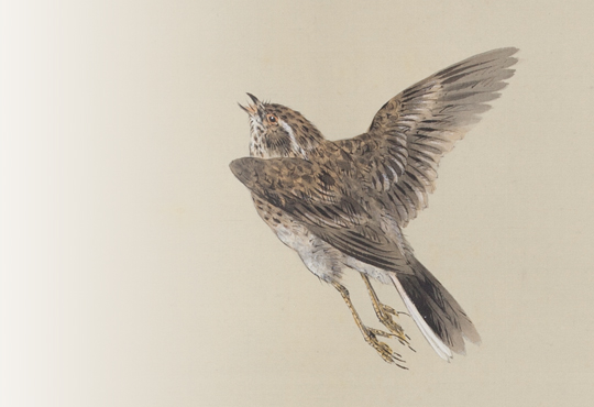 片翼の不思議：四季の花鳥の図/春の部